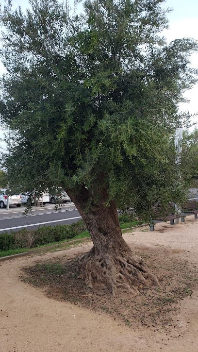 Olivos centenarios del Guinardó